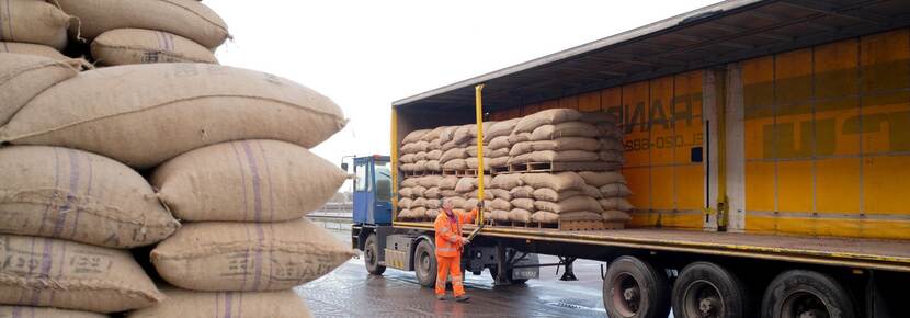 Cacao kan ook bijdragen aan ontbossing