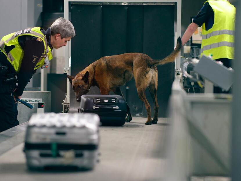 Hondengeleider van douane met hond controleert bagage in de bagagekelder van Schiphol