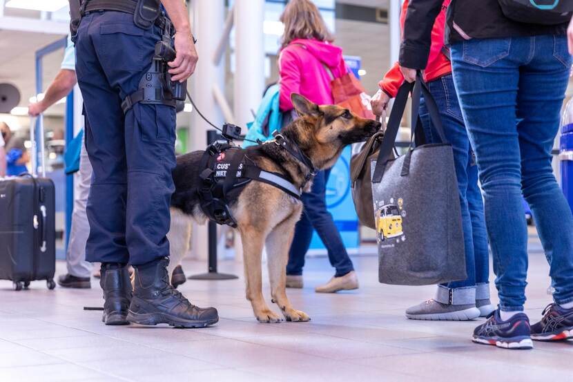 een douanehond snuffelt aan de tas van een reiziger