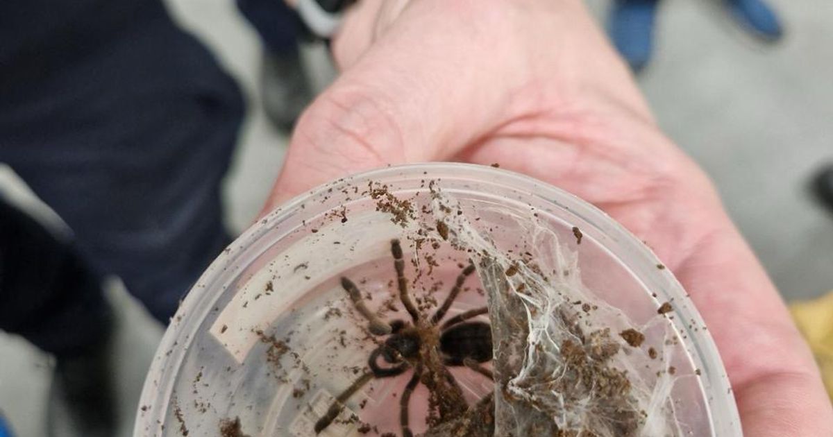 Douane onderschept 112 vogelspinnen bij Schiphol