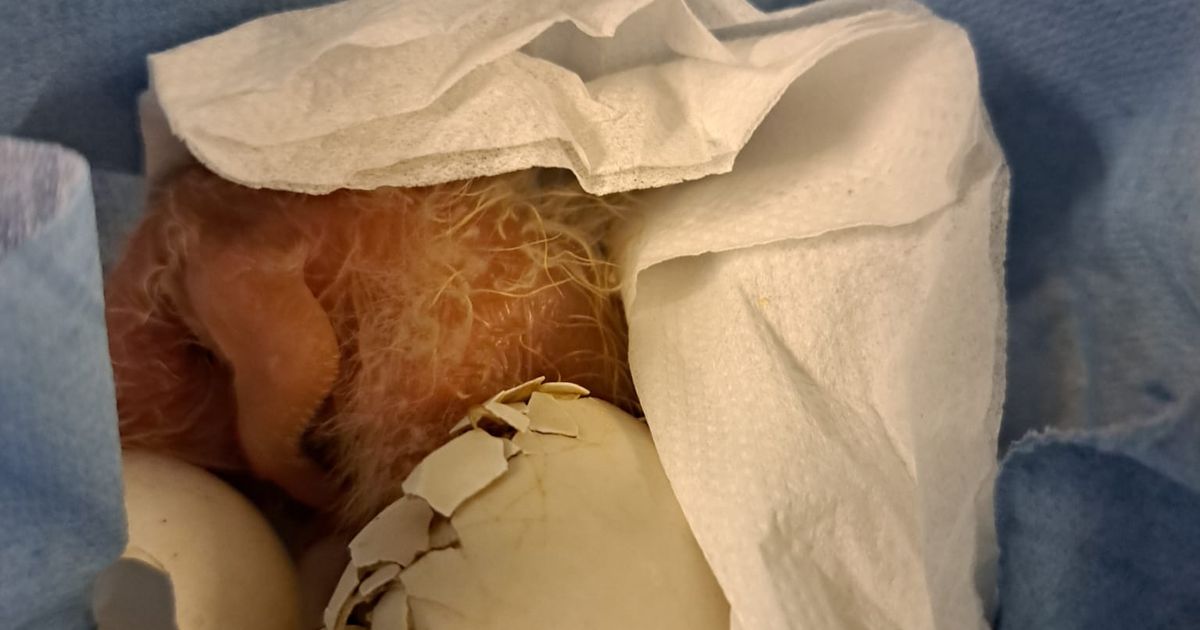 Douane vindt 261 broedeieren in handbagage op Schiphol